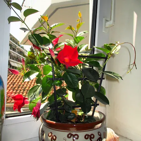 Han/Misafirhane Nomads Tríkala